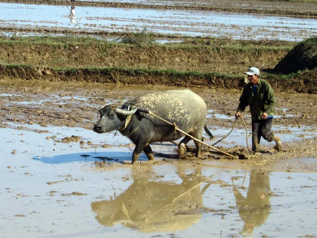 Người Việt thường hay dùng trâu cày đất.  