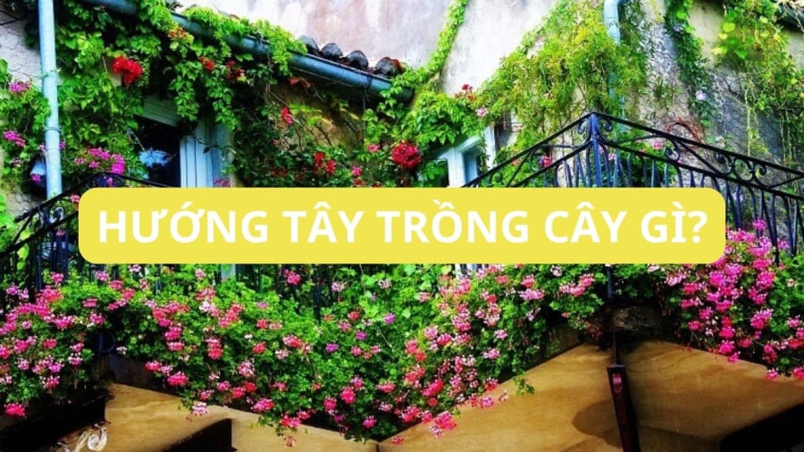 Có thể trồng thêm cây để giảm nắng hướng tây