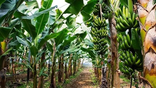 Banana Tree