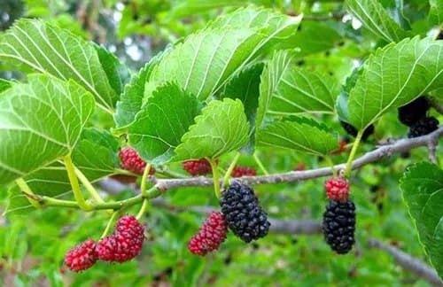 Mulberry Tree