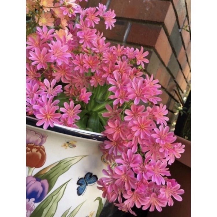 Hoa lộ vi, hay còn được biết đến với tên gọi hoa lewisia và lưu vi thảo, mang tên khoa học là Lewisia rediviva