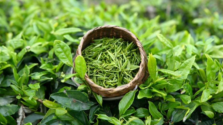 Fresh tea leaves