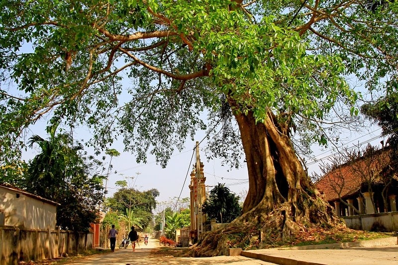 Cây đa thường được trồng trong các đền thờ, miếu mạo, chùa chiền nhưng không thích hợp khi trồng trước nhà. 