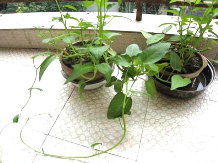 Water morning glory vine