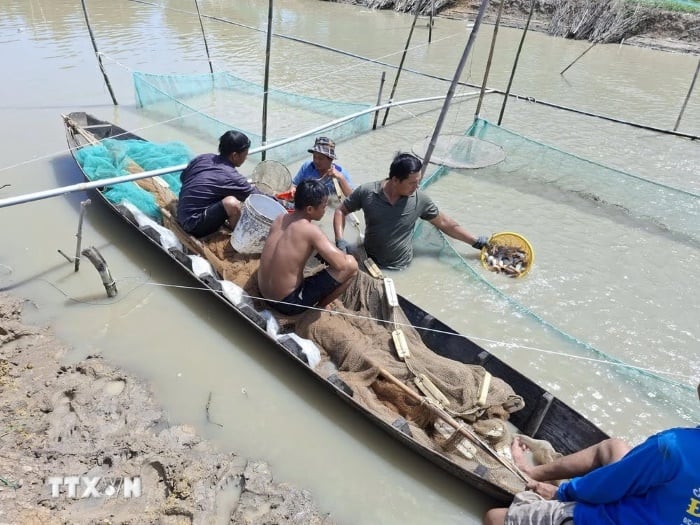 Thu hoạch cá heo nước ngọt trong mùa lũ ở xã tân Mỹ, huyện Thanh Bình, Đồng Tháp. (Ảnh: Nguyễn Văn Trí/TTXVN)