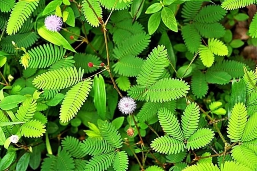 Sensitive plant/maiden tree with surprising health benefits.