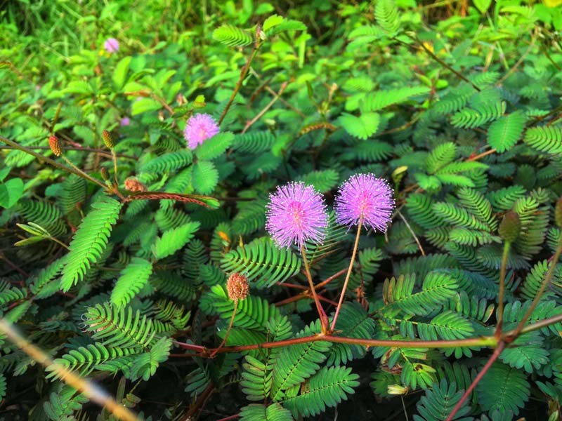 Sensitive plant with many health benefits.