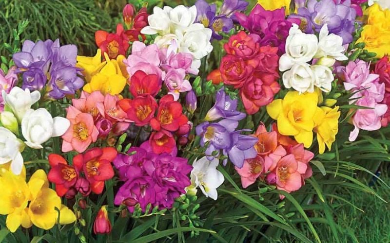 Từng màu sắc của hoa freesia lại truyền tải những thông điệp khác nhau