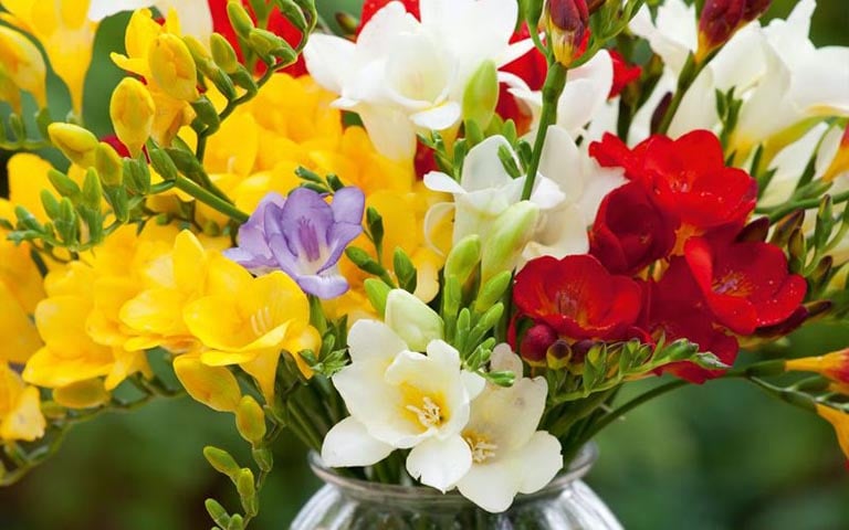 Hoa freesia cần một loại đất tơi xốp, màu mỡ và có khả năng thoát nước tốt