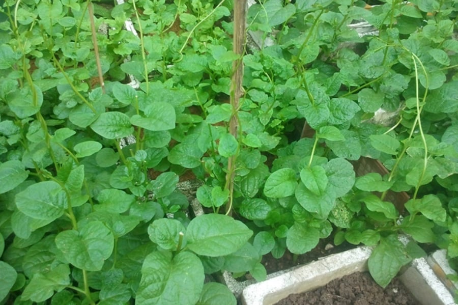 Water spinach growing on a balcony