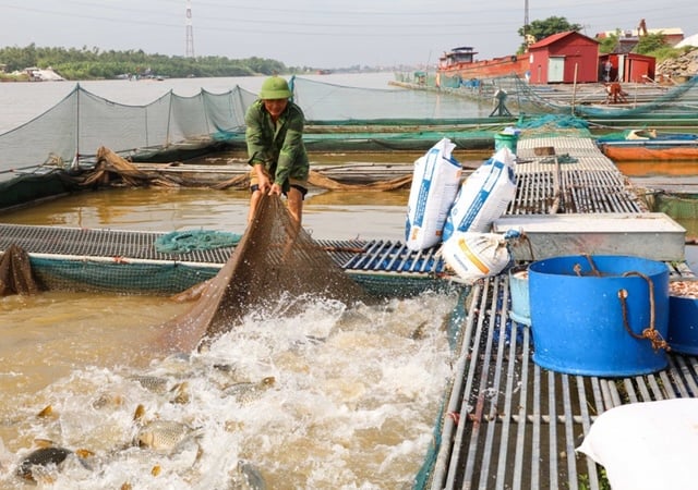 Hiện tại, HTX đã mở rộng với 16 thành viên, nuôi hơn 400 lồng cá trên sông