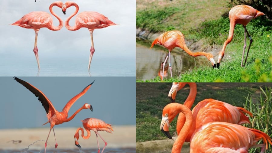 Flamingos and the myth