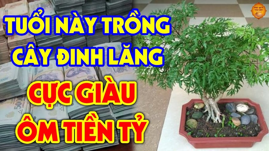 Vị trí trồng đinh lăng hút tài lộc