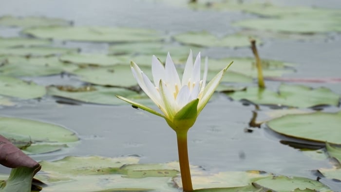 Bông súng ma mọc hoang trên đồng nước ở các vùng ngọt hóa tỉnh Cà Mau