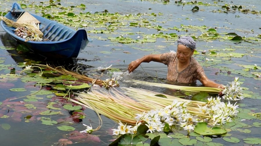 Bà Ẩn cho biết, loài bông súng ma có đặc tính là nước đến đâu thì bông súng theo đến đó, có những khi bông súng dài vài ba mét, những vùng nước thấp thì bông súng cũng đạt được hơn 1m. (Ảnh: An An)