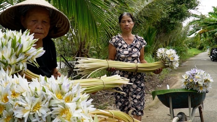 Những bông súng được buộc gọn gàng cho lên xe trở đi bán. (Ảnh An An)