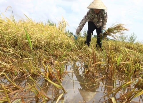 Đối với người nông dân, canh tác là công việc chính, nhưng nó đòi hỏi sự chú ý liên tục trong suốt quá trình, từ gieo hạt, bón phân, làm cỏ cho đến thu hoạch. 