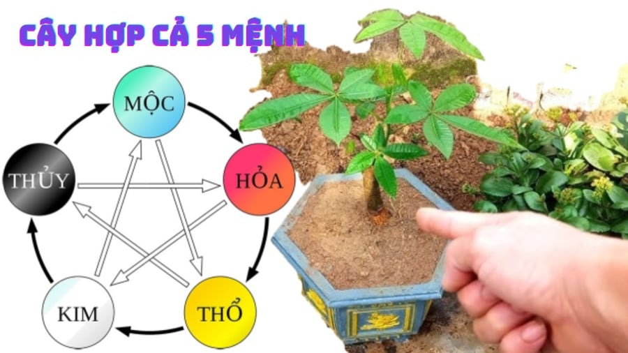 Loại cây hợp cả 5 mệnh Kim - Mộc - Thủy - Hỏa- Thổ