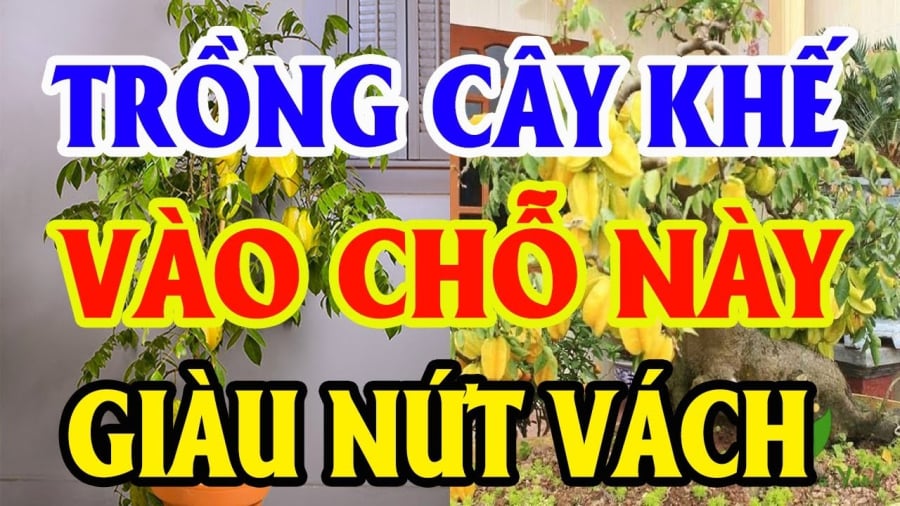 Trồng cây khế có tác dụng thu hút năng lượng tích cực