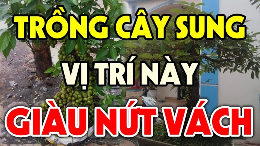 Theo quan niệm phong thủy, tốt nhất nên trồng cây sung trước nhà.
