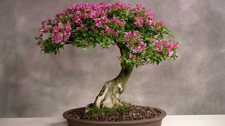 cay-hoa-giay-bonsai-1-1009.jpeg