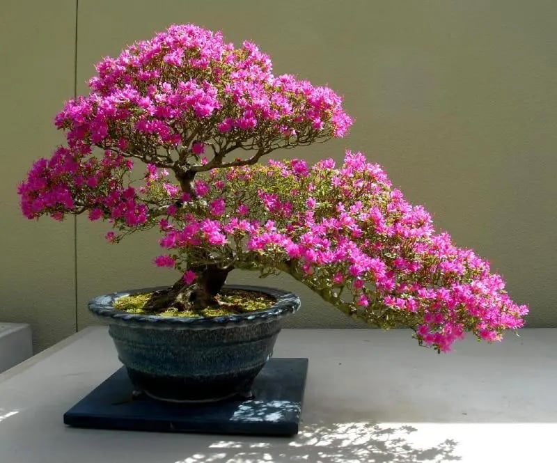 cay-hoa-giay-bonsai-1008.jpeg