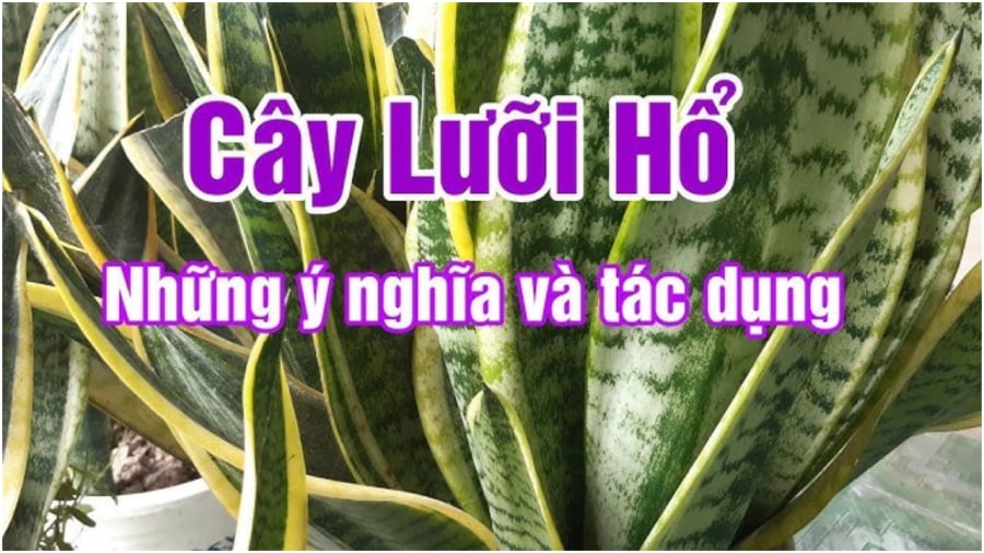 Trṑng cȃy ʟưỡi hổ hút tài ʟộc