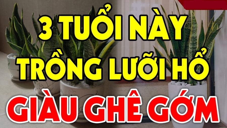 Trường hợp nào trṑng cȃy ʟưỡi hổ hút ʟộc