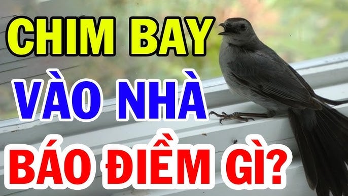 Chim vào nhà có phải ᵭiḕm báo may mắn