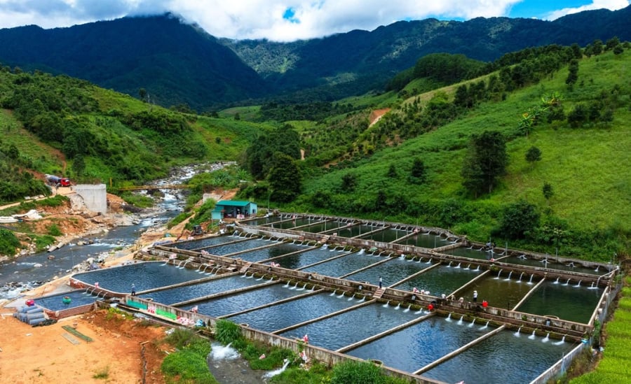 Sau một thời gian ngắn khởi nghiệp tại Kon Tum, anh không chỉ góp phần phát triển kinh tế mà còn tạo ra việc làm cho 5 lao động chính thức và hàng chục lao động thời vụ trong khu vực