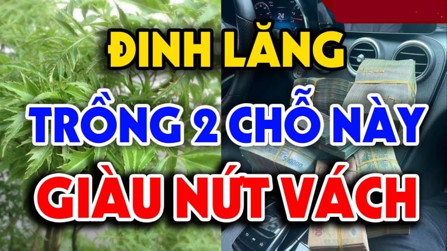 Vị trí trồng đinh lăng tốt