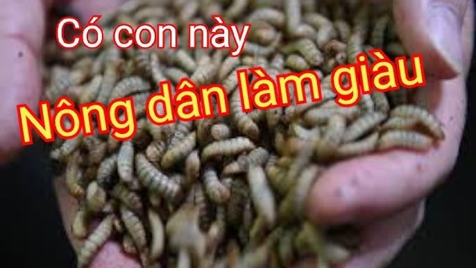 Làm giàu từ nuôi tằm lấy tơ