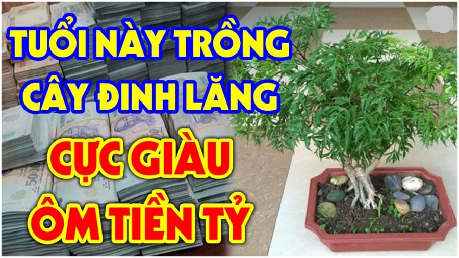 2 tuổi này hợp trồng cây đinh lăng tiền vào như nước