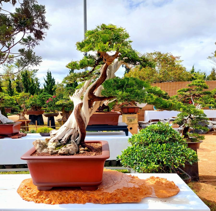 Giá trị của cây trắc trở nên đáng kể khi được chăm sóc và trồng trong chậu bonsai