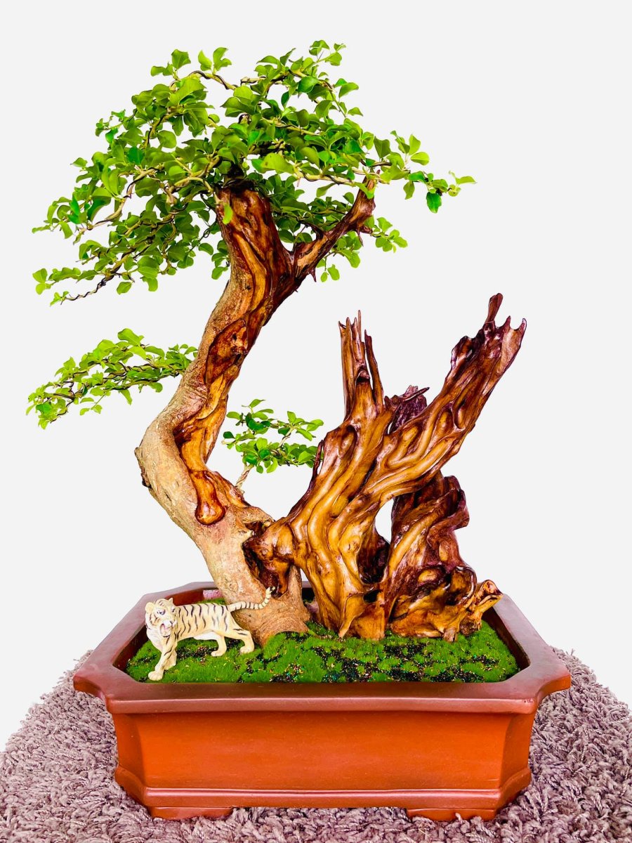 cay-go-trac-bonsai-1918.jpg