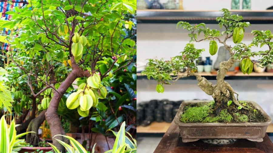 Ngày nay nhiều người chọn cây khế làm cây bonsai