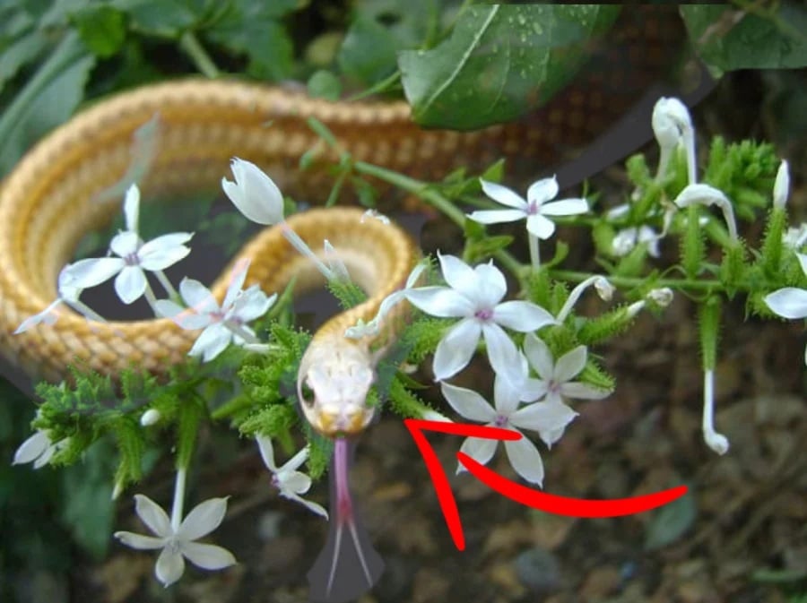 According to folk belief, the scent of jasmine can attract snakes.    