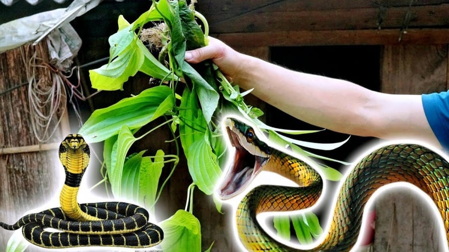 6 plants that attract snakes into your home, 4 others that keep them away