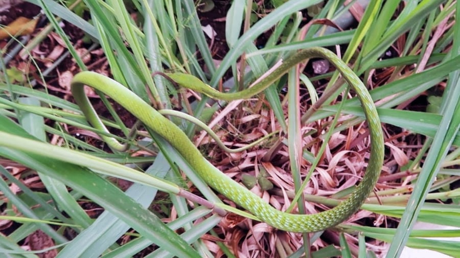 The scent of lemongrass is considered the nemesis of snakes.