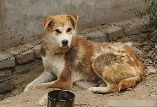 đừng cho chó ăn quá nhiều