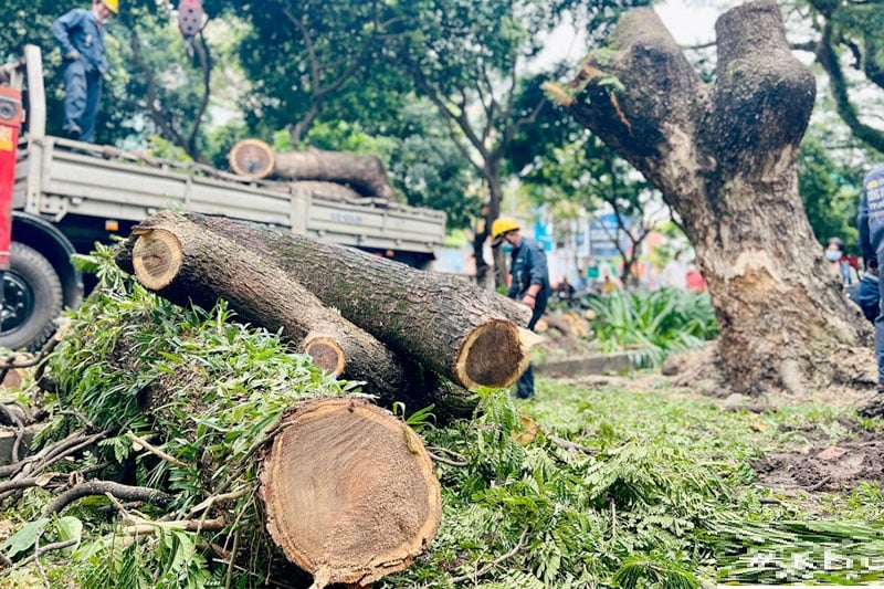 Việc duy trì những cây này không chỉ giúp bảo vệ ngôi nhà khỏi những điều không tốt mà còn thể hiện sự tôn kính đối với các giá trị văn hóa truyền thống.

