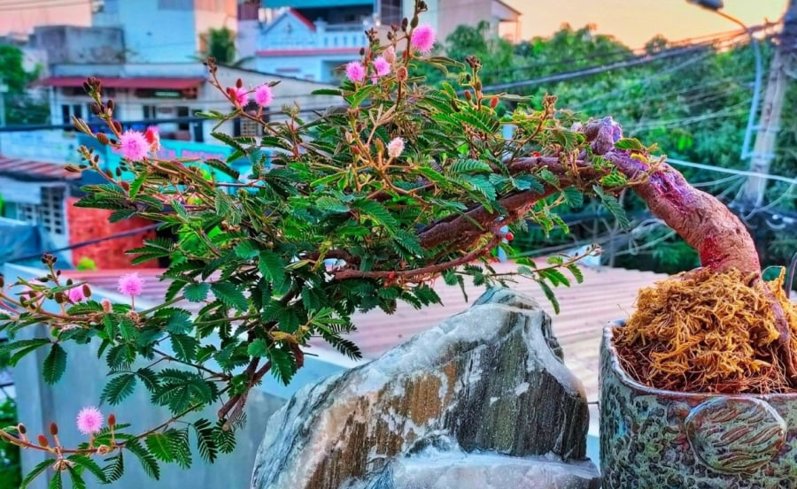 Cây xấu hổ được làm thành cây bonsai trong chậu rất đẹp