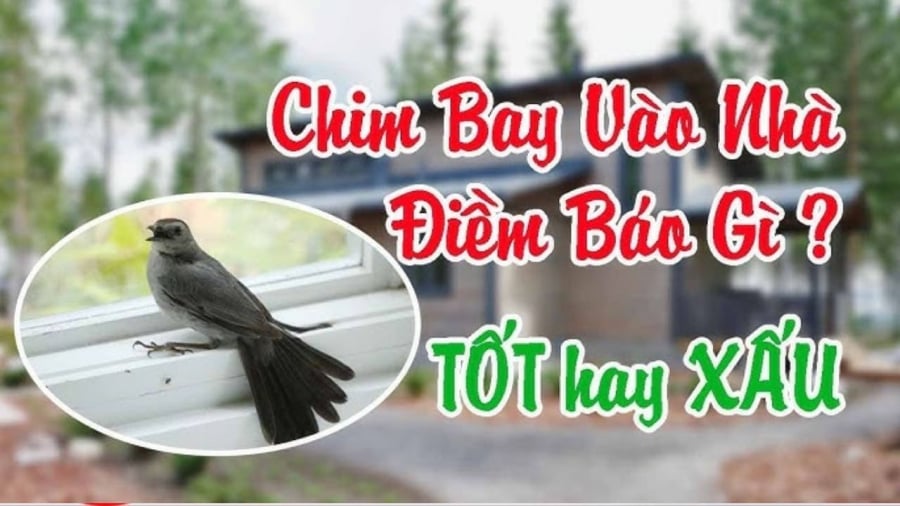 Có 3 con chim bay vào nhà Tiền- Tài nhanh đến, 2 loài chỉ mang tin dữ, là những loài chim nào?