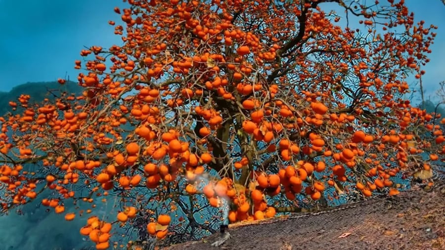 Cây hồng phía Tây