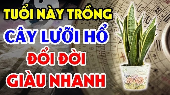 Xem phong thuỷ trồng cây lưỡi hổ hợp mệnh giàu nhanh