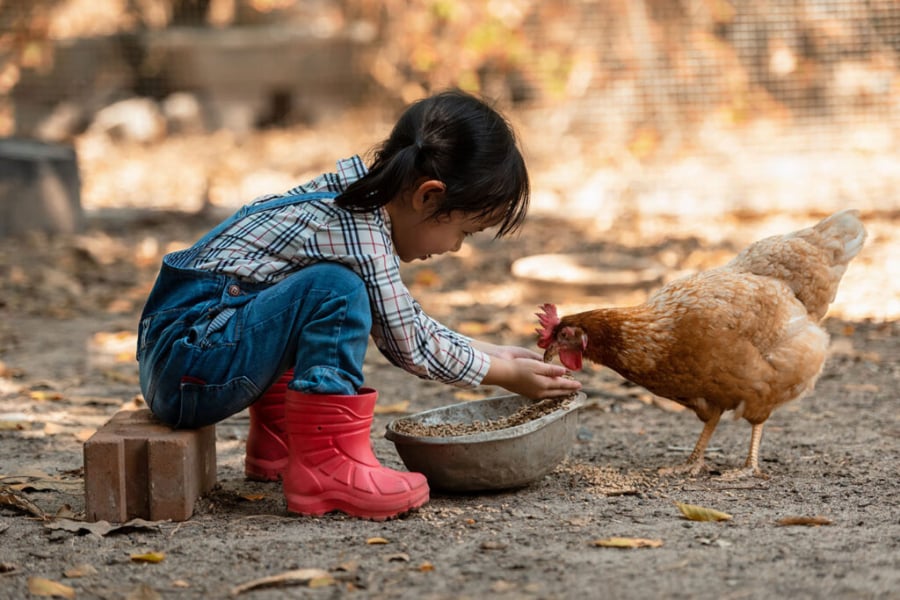 Những nông dân tham gia chỉ cần tập trung vào công việc chăm sóc, trong khi mọi nguồn lực như giống, thức ăn và kỹ thuật được cung cấp bởi Vựa gà Long Khánh