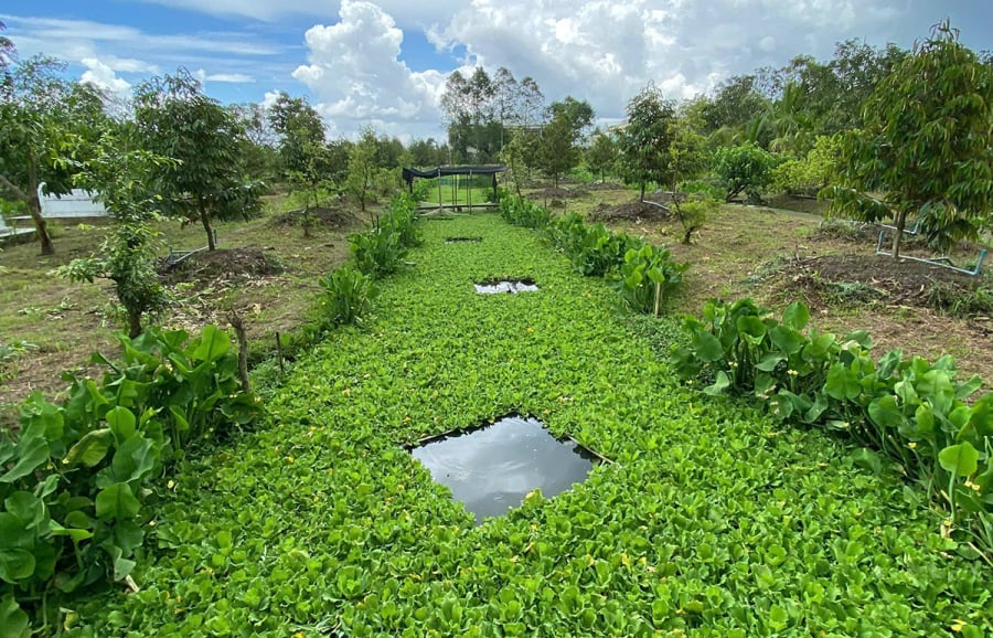 Thời gian từ khi thả giống cho đến khi ốc trưởng thành và sẵn sàng xuất bán mất khoảng từ 4,5 đến 5,5 tháng