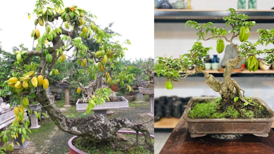 Cây khế dáng bonsai