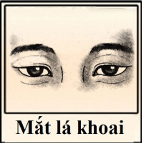 hinh-anh-cho-mat-la-khoai-2