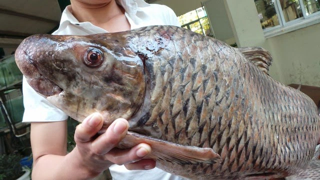 Loại cá không thể nuôi nhân tạo, ngọt thịt ít xương, rất giàu chất bổ  